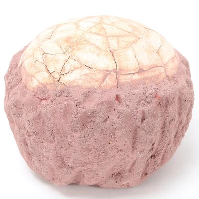 Lot 297 wonderfully preserved ancient dinosaur egg