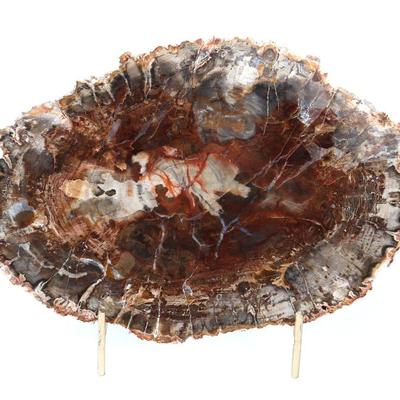 Lot 306 gorgeous section of fossilized wood