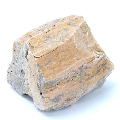 Lot 299 ancient fossilized petrified wood section