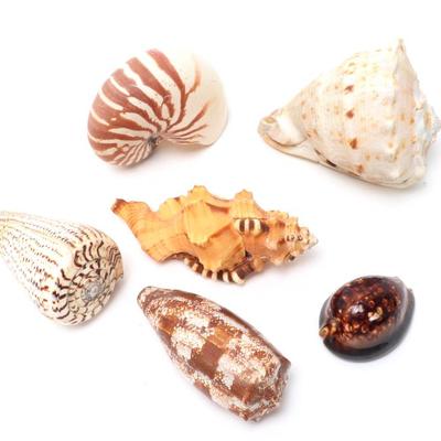 Lot 294 wonderful group of six vintage sea shells
