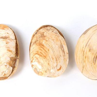 Lot 303 fine group of three ancient fossilized clamshells