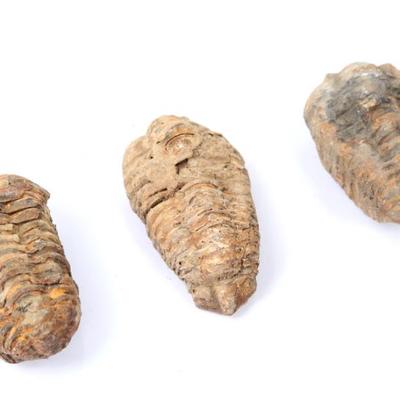 Lot 307 group of three fine ancient trilobite fossils