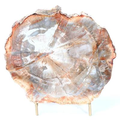 Lot 304 fine section of ancient petrified wood wstand