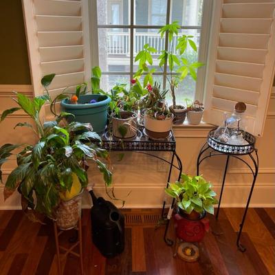 Plants pots and stands