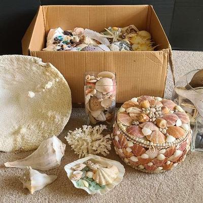 Seashells, Coral, Sea Glass, & Rocks