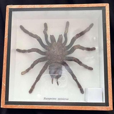 Pinned And Framed Tarantula Taxidermy