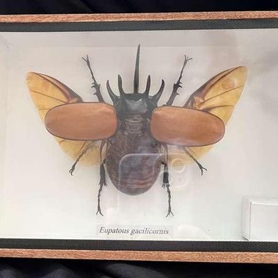 Framed And Pinned 5-Horned Rhino Beetle