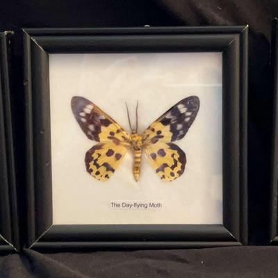 3 Pinned And Framed Taxidermy Butterflies