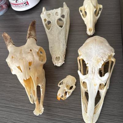 Lot Of 5 Real Bone Animal Skulls