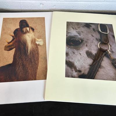 Chuck Bress Photography: Animal Studies - Horse & Deer (2), Matted 16x20”