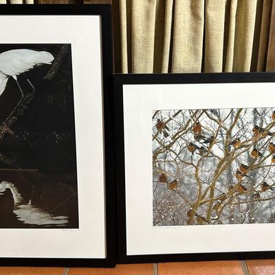 Pelar Tomlinson Signed Bird Photographs, Framed Egret 26x20 & Robins 21x20"