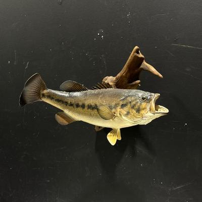 Vintage Mounted Large Mouth Bass w/ Driftwood Wall Mount Taxidermy