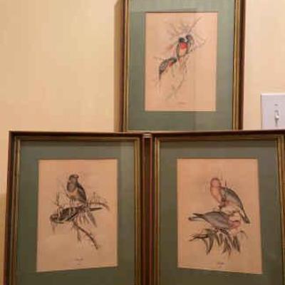 J gould bird prints