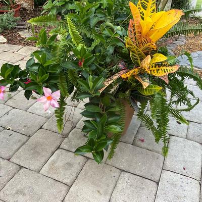 Potted Trio: Mandevilla, Boston Fern & Croton