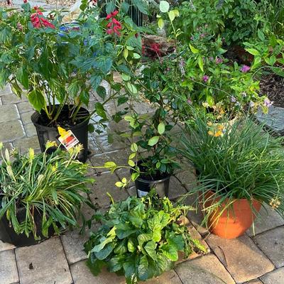 Salvia, Gerbera Daisy, Jasmine Vine, Bulbine, Pentas And Treasure Flower