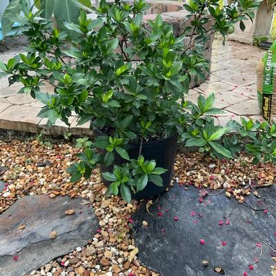 Healthy Gardenia Bush Filled With Buds