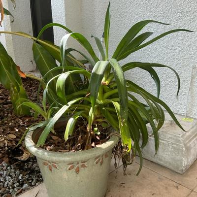 Century Plant In Grey Blue Glazed Pot
