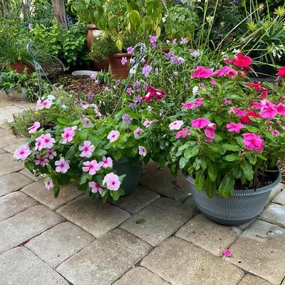 Brighten Up Your Patio With These Colorful Impatients Shades Of Pinks And Purples