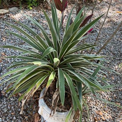 Huge Agave In Large Grecian Pot #1