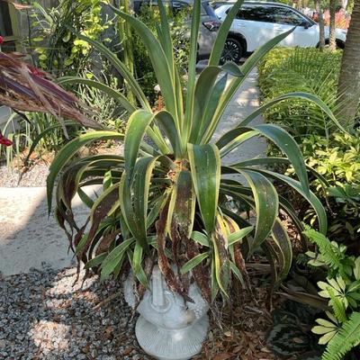 Huge Century Plant In Large Grecian Pot #2