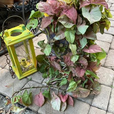 Arrowhead Vine And Friends