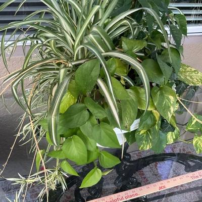 Poinsettia, Spider Plant And Golden Pothos Mixed Pot