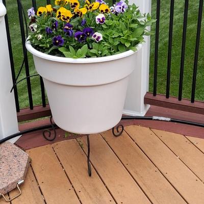large potted pansies