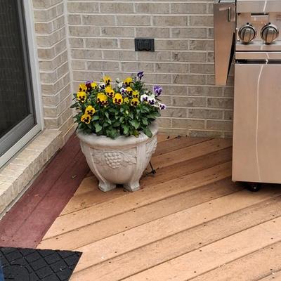 concrete planters with pansies