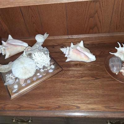seashells