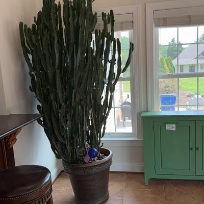 African Milk Tree/Cactus