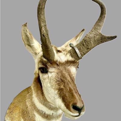 Wyoming Taxidermy Mount