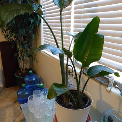 Sale Photo Thumbnail #180: Live plants