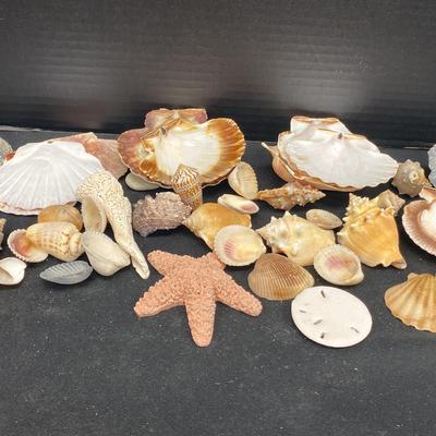 Seashell & Rocks 