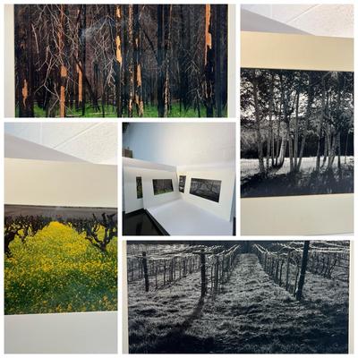 Chuck Bress Photography: Color & Black & White Tree Studies & Vinyard Landscape Scenes Matted 16x20”