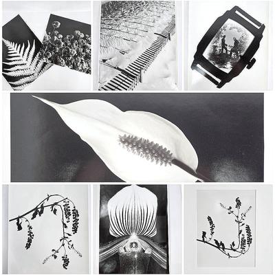 Chuck Bress Photography: Black & White Florals, Fauna & More, Matted 16x20”; Unmatted 11x14 -13x20"