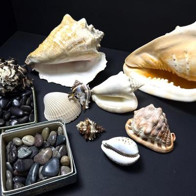 Shells & Polished Stones - Conch, Black Murex & More