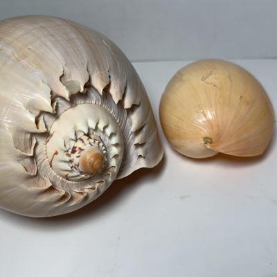Melo Melo Sea Snail Shells