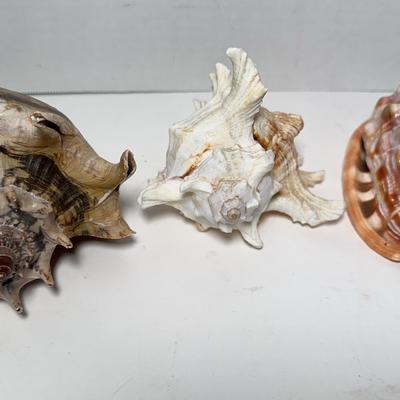 Conch Sea Snail Shells