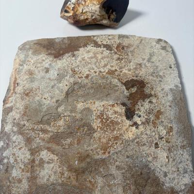 Coelacanth Fossil & Petrified Wood