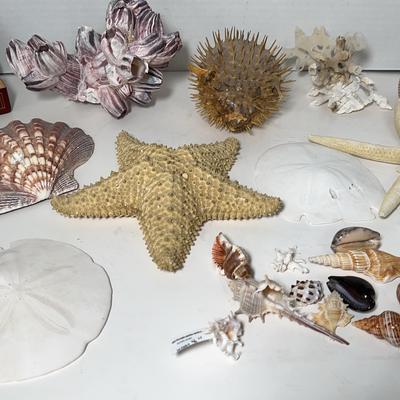 Natural Sea Life Coral & Shells