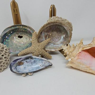 Shells 