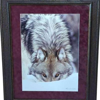 Framed Wolf Picture by Kennan Ward