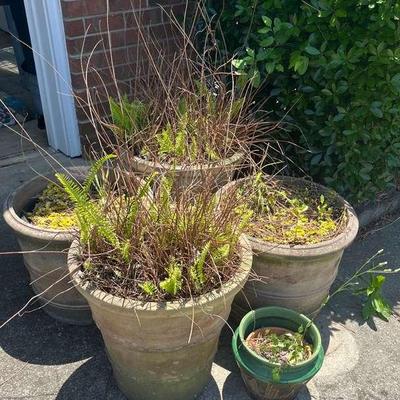 Five Potted Plants