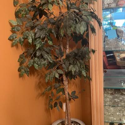 Ficus Tree In Chinoiserie Planter