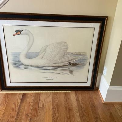 Framed Swan Illustration Print