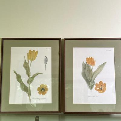 (2pc) Botanical Prints - "Tulipa Praestans" | Framed prints of tulipa praestans, a species of tulip native to Central Asia....