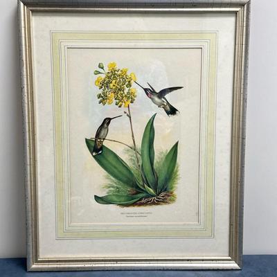 Lithograph/Print - "Constant Star Throat Hummingbird" | Print of two hummingbirds, specifically the"Heliomaster...