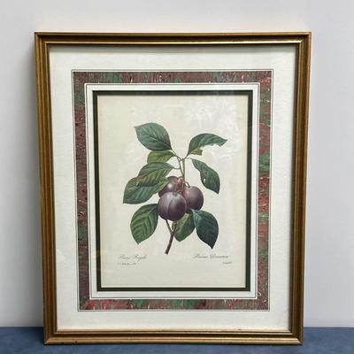 After Pierre-Joseph Redouté (French, 1759-1840) Botanical Print - "Prune Royale" | Print of a plum variety called "Prune...