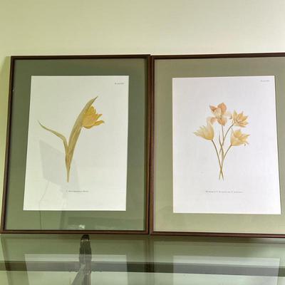 (2pc) Botanical Prints - "Tulipa Batalinii" | Framed prints of various tulip species native to the Middle East. "Plate XX:...