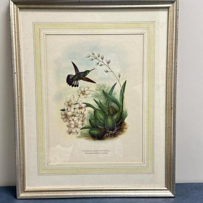 Lithograph/Print - "Stripe-Tailed Hummingbird" | Print of a hummingbird, specifically the "Eupherusa Eximia...